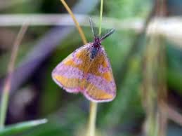 Attēlu rezultāti vaicājumam “Lythria cruentaria”