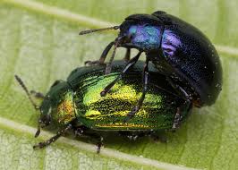 Attēlu rezultāti vaicājumam “Linaeidea aenea”