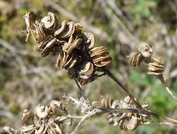 Attēlu rezultāti vaicājumam “Medicago lupulina fruit”