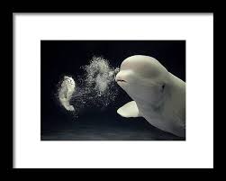 Image result for Delphinapterus leucas