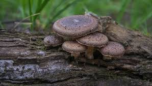 Attēlu rezultāti vaicājumam “Polyporus melanopus”