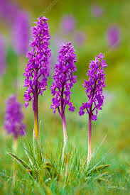 Attēlu rezultāti vaicājumam “Orchis mascula flower”