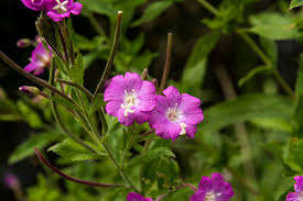 Attēlu rezultāti vaicājumam “Epilobium hirsutum flower”