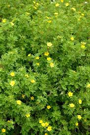 Attēlu rezultāti vaicājumam “Pentaphylloides fruticosa”