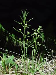 Attēlu rezultāti vaicājumam “Thesium ebracteatum”