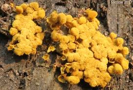 Attēlu rezultāti vaicājumam “Hemitrichia clavata”