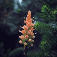 Attēlu rezultāti vaicājumam “Thuja plicata flower”