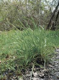 Attēlu rezultāti vaicājumam “Brachypodium sylvaticum”