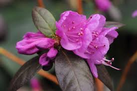 Attēlu rezultāti vaicājumam “Rhododendron sichotense flower”