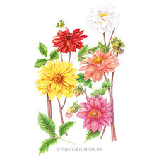 Image result for Dahlia hybrid.