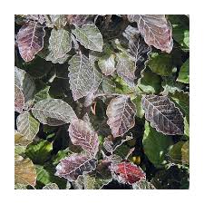 Attēlu rezultāti vaicājumam “Fagus sylvatica fo. purpurea female flower”