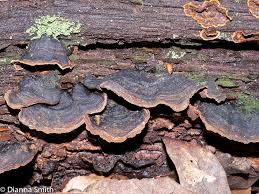 Attēlu rezultāti vaicājumam “Hymenochaete rubiginosa”