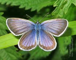 Attēlu rezultāti vaicājumam “Plebejus argus”