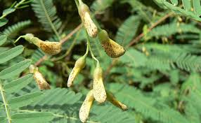 Attēlu rezultāti vaicājumam “Badhamia panicea sessile”