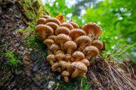 Attēlu rezultāti vaicājumam “Armillaria mellea”