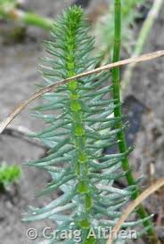 Attēlu rezultāti vaicājumam “Hippuridaceae”