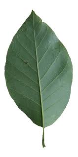 Attēlu rezultāti vaicājumam “Magnolia acuminata leaf”