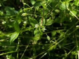 Attēlu rezultāti vaicājumam “Stellaria media flower”