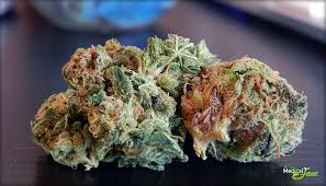 Attēlu rezultāti vaicājumam “Cannabis sativa fruit”