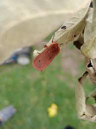 Attēlu rezultāti vaicājumam “Phragmatobia fuliginosa”