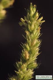 Attēlu rezultāti vaicājumam “Amaranthus retroflexus flower”