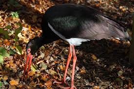 Attēlu rezultāti vaicājumam “Ciconia nigra”