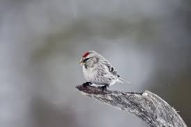 Attēlu rezultāti vaicājumam “Carduelis flammea female”