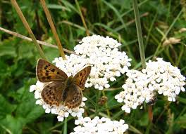 Attēlu rezultāti vaicājumam “Lycaena virgaureae underside”