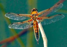 Attēlu rezultāti vaicājumam “Libellula quadrimaculata exuvia”