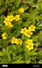 Attēlu rezultāti vaicājumam “Waldsteinia geoides flower”