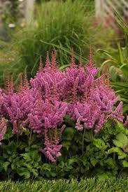 Attēlu rezultāti vaicājumam “Astilbe chinensis”
