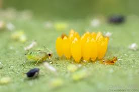 Attēlu rezultāti vaicājumam “Coccinellidae”