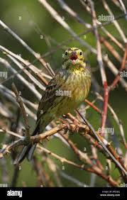 Attēlu rezultāti vaicājumam “Emberiza citrinella adult”