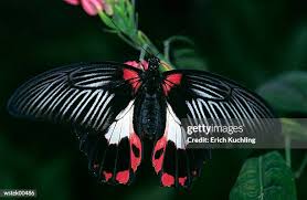 Image result for Papilionoidea