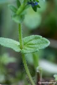 Attēlu rezultāti vaicājumam “Veronica arvensis leaf”