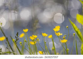 Attēlu rezultāti vaicājumam “Ranunculus auricomus”