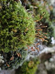 Attēlu rezultāti vaicājumam “Cynodontium strumiferum”