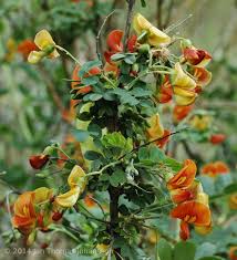 Image result for Colutea x media (arborescens x orientalis)