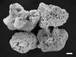 Attēlu rezultāti vaicājumam “Spongia”