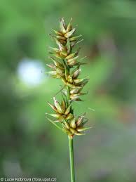 Attēlu rezultāti vaicājumam “Carex spicata”