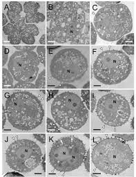 Attēlu rezultāti vaicājumam “Badhamia nitens”