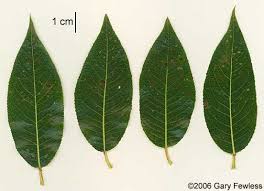 Attēlu rezultāti vaicājumam “Salix pentandra fruit”