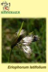 Attēlu rezultāti vaicājumam “Eriophorum latifolium”