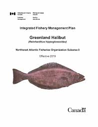 Image result for Reinhardtius hippoglossoides