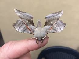 Attēlu rezultāti vaicājumam “Laothoe populi”