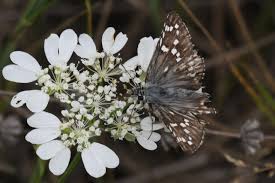 Attēlu rezultāti vaicājumam “Pyrgus serratulae upperside”