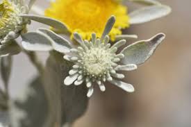 Attēlu rezultāti vaicājumam “Inula britannica bud”