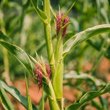 Attēlu rezultāti vaicājumam “Zea mays male flower”