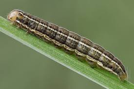 Attēlu rezultāti vaicājumam “Tholera cespitis”