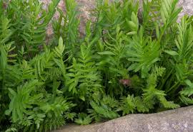 Attēlu rezultāti vaicājumam “Sium latifolium fruit”